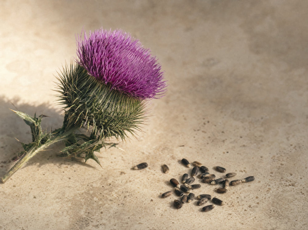 Milk thistle flower and seeds