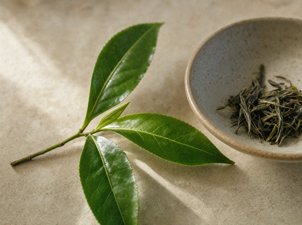 Green tea leaves, the source of L-theanine